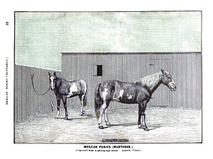 Archivo:Mexican Ponies (Mustangs) 1893