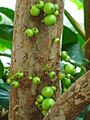 Myrciaria cauliflora