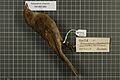 Naturalis Biodiversity Center - RMNH.AVES.130038 1 - Pachycephala rufogularis Gould, 1841 - Pachycephalidae - bird skin specimen