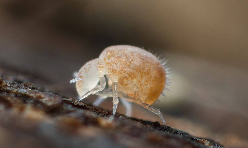 Neelus murinus (14048834018)