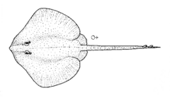 Notoraja spinifera (Spiny deepsea skate).gif