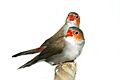 Orange-Cheeked Waxbill zackandzill