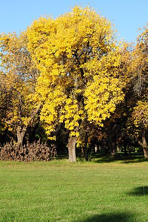 Archivo:Otoño parque 001