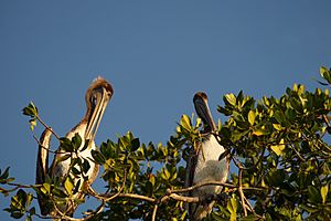 Archivo:Pelicanos en la laguna Manialtepec