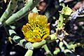 PencilCholla (2) (50618941272)