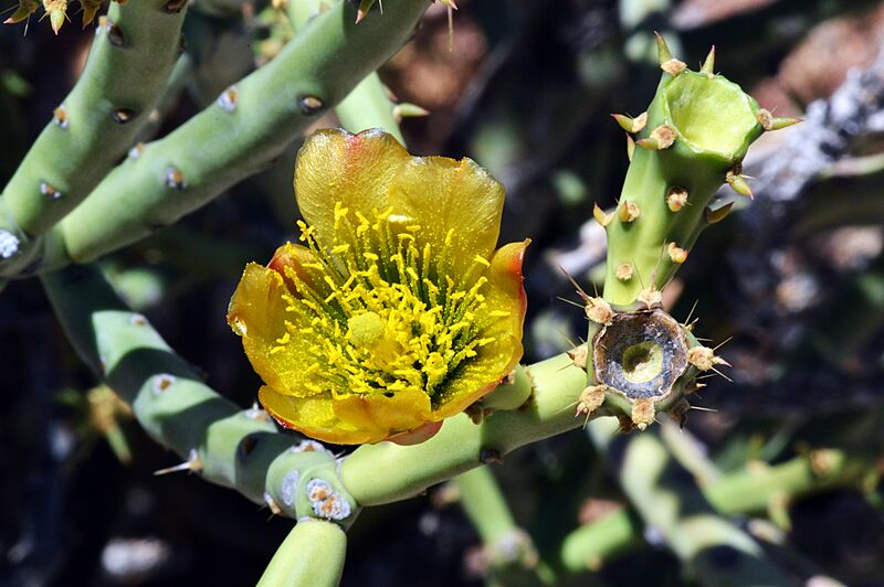 PencilCholla (2) (50618941272)