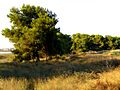 Pinus halepensis 15July2009 ParqueNaturalLagunasdelaMata