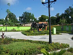 Plaza Toros Coleados de Boraure.jpg
