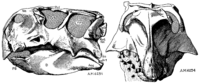 Archivo:Psittacosaurus skull lateral