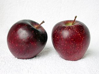 Red delicious red chief apple