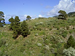 Archivo:Retama raetam (Puntagorda) 04