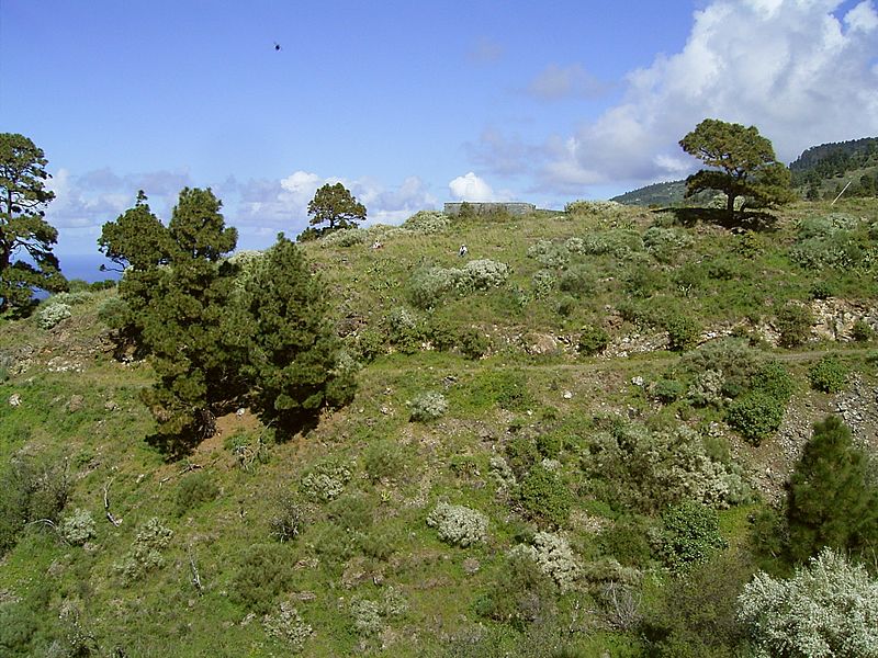 Retama raetam (Puntagorda) 04