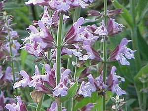 Archivo:Salvia officinalis0