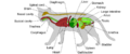 Scheme cat anatomy