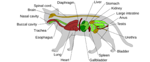 Archivo:Scheme cat anatomy