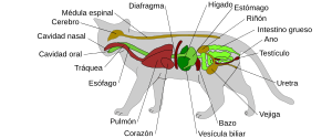 Archivo:Scheme cat anatomy