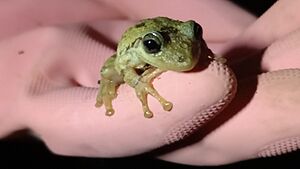 Archivo:Scinax granulatus discos adhesivos
