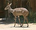 Southern Lesser Kudu