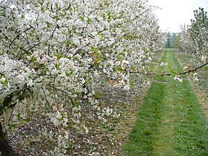 Archivo:Spring at Brogdale - geograph.org.uk - 417686