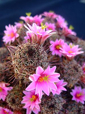 Archivo:Succu Mammillaria fraileana 01