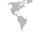 Thalasseus elegans map