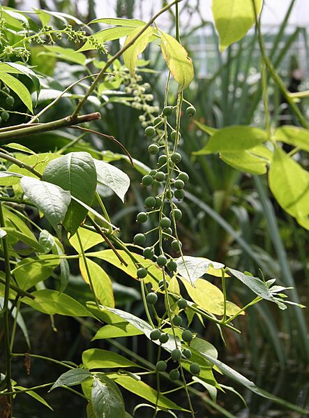 Tovaria pendula 03