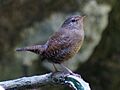 Troglodytes troglodytes