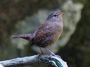 Archivo:Troglodytes troglodytes