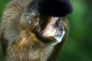 Archivo:Tufted Capuchin