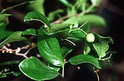 Vaccinium arboreum USDA.jpg