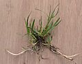 Veldbeemdgras Poa pratensis