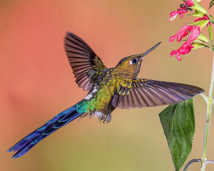 Violet-tailed Sylph (24211026215)