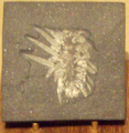 WiwaxiaSpeciman RoyalOntarioMuseum