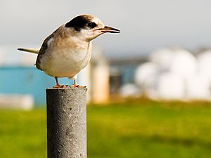 Archivo:Young Arctic Tern