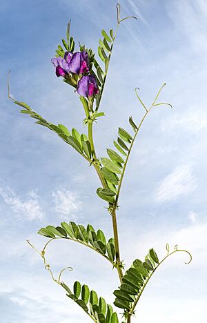 Archivo:(MHNT) Vicia sativa