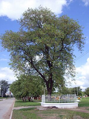 Archivo:Árbol histórico Sáenz Peña Chaco