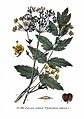 129 Pastinaca sativa L