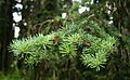 Abies lasiocarpa 1