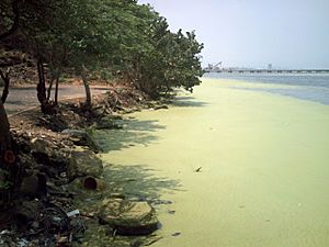 Archivo:Aguas del lago de Maracaibo contaminadas por Lemna 03