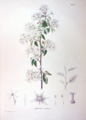 Amelanchier canadensis SZ42
