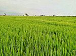Arrozales de calabozo.jpg