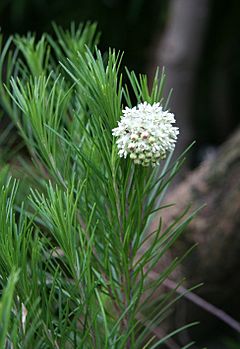 Archivo:Asclepias linaria3