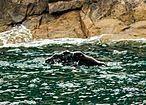 Ballena jorobada (Megaptera novaeangliae), Bahía de la Resurección, Seward, Alaska, Estados Unidos, 2017-08-21, DD 42