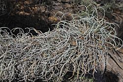 Banksia bella - Silver Wongan dryandra.JPG