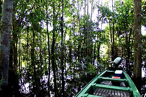 Archivo:Barco Flutuante