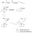 Biosynthesis-dielsalder