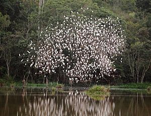 Archivo:Bubulcus ibis - Cattle egret (flock)