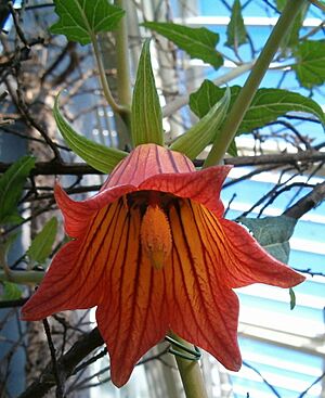 Archivo:Canarina canariensis BotGardBln1105c