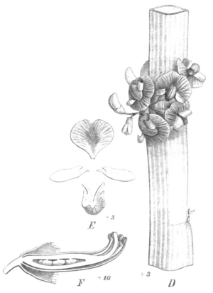 Archivo:Carmichaelia australis Taub117c