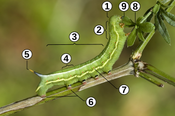 Archivo:Caterpillar morphology